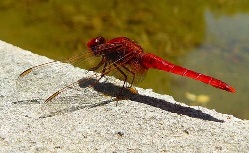broad-scarlet-dragonfly-crocothemis-erythraea