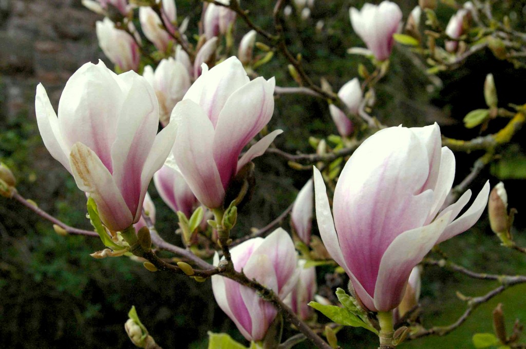magnolia close small