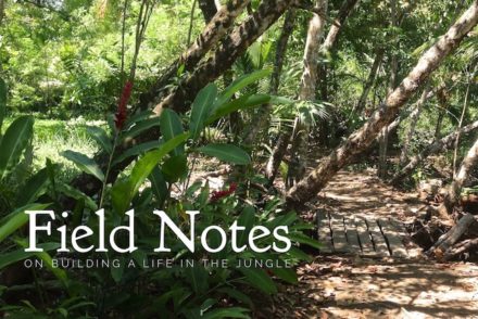 field notes on building a life in the jungle