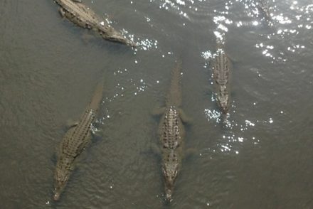 crocodiles in the river