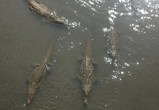 crocodiles in the river