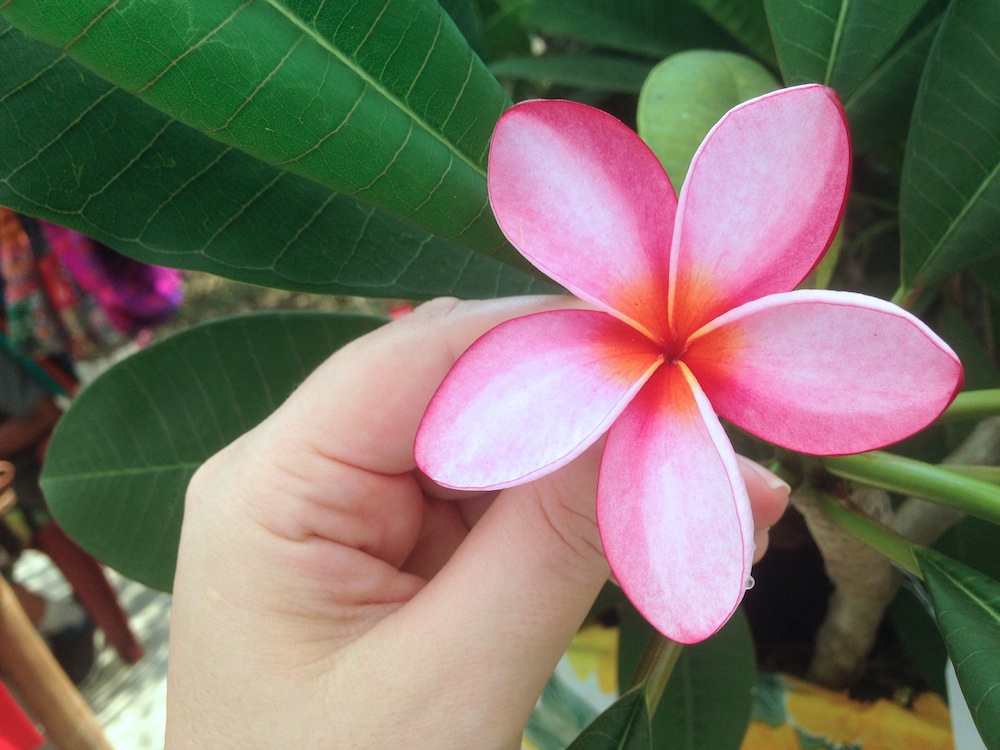 single plumeria